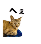 かわヨな猫ちゃんスタンプ2（個別スタンプ：14）