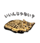 かわヨな猫ちゃんスタンプ2（個別スタンプ：15）