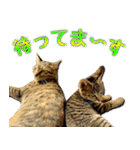 かわヨな猫ちゃんスタンプ2（個別スタンプ：16）