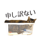 かわヨな猫ちゃんスタンプ2（個別スタンプ：17）
