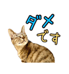 かわヨな猫ちゃんスタンプ2（個別スタンプ：18）