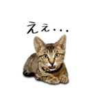 かわヨな猫ちゃんスタンプ2（個別スタンプ：19）