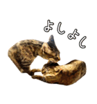 かわヨな猫ちゃんスタンプ2（個別スタンプ：20）