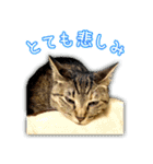 かわヨな猫ちゃんスタンプ2（個別スタンプ：21）