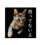 かわヨな猫ちゃんスタンプ2（個別スタンプ：22）