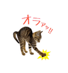 かわヨな猫ちゃんスタンプ2（個別スタンプ：23）