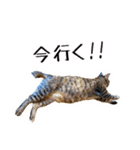 かわヨな猫ちゃんスタンプ2（個別スタンプ：25）