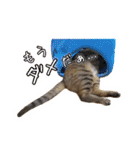 かわヨな猫ちゃんスタンプ2（個別スタンプ：26）