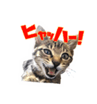 かわヨな猫ちゃんスタンプ2（個別スタンプ：27）