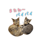 かわヨな猫ちゃんスタンプ2（個別スタンプ：28）