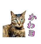 かわヨな猫ちゃんスタンプ2（個別スタンプ：29）