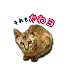 かわヨな猫ちゃんスタンプ2（個別スタンプ：30）
