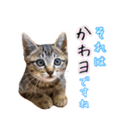 かわヨな猫ちゃんスタンプ2（個別スタンプ：31）