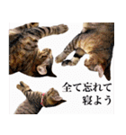 かわヨな猫ちゃんスタンプ2（個別スタンプ：32）