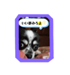 犬、時々カメとハム。（個別スタンプ：3）