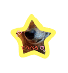 犬、時々カメとハム。（個別スタンプ：4）