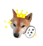 犬、時々カメとハム。（個別スタンプ：5）