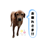 犬、時々カメとハム。（個別スタンプ：6）