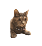 返事してもええんやで（個別スタンプ：4）