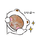 仔猫のちゃーちゃん（個別スタンプ：1）