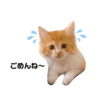 仔猫のちゃーちゃん（個別スタンプ：2）