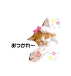 仔猫のちゃーちゃん（個別スタンプ：4）