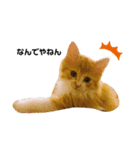 仔猫のちゃーちゃん（個別スタンプ：5）
