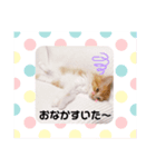 仔猫のちゃーちゃん（個別スタンプ：7）