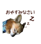 ロングコートチワワ's スタンプ（個別スタンプ：2）