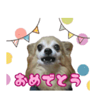 ロングコートチワワ's スタンプ（個別スタンプ：4）