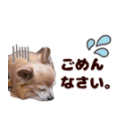ロングコートチワワ's スタンプ（個別スタンプ：5）