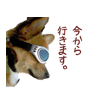 ロングコートチワワ's スタンプ（個別スタンプ：7）