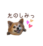ロングコートチワワ's スタンプ（個別スタンプ：8）