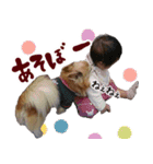 ロングコートチワワ's スタンプ（個別スタンプ：27）