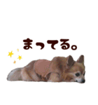 ロングコートチワワ's スタンプ（個別スタンプ：29）