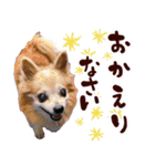 ロングコートチワワ's スタンプ（個別スタンプ：30）