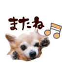 ロングコートチワワ's スタンプ（個別スタンプ：31）