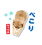 ちゃぴお・2（個別スタンプ：1）