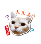 ちゃぴお・2（個別スタンプ：4）