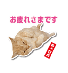 ちゃぴお・2（個別スタンプ：5）