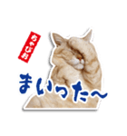 ちゃぴお・2（個別スタンプ：6）