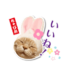 ちゃぴお・2（個別スタンプ：8）