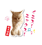ちゃぴお・2（個別スタンプ：13）