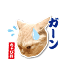 ちゃぴお・2（個別スタンプ：16）