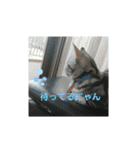 ルナくん1 アメリカンショートヘア 40（個別スタンプ：3）
