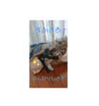 ルナくん1 アメリカンショートヘア 40（個別スタンプ：5）