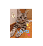 ルナくん1 アメリカンショートヘア 40（個別スタンプ：6）