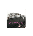 ルナくん1 アメリカンショートヘア 40（個別スタンプ：8）