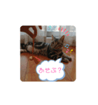 ルナくん1 アメリカンショートヘア 40（個別スタンプ：9）