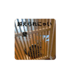 ルナくん1 アメリカンショートヘア 40（個別スタンプ：12）